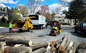 Rincon Valley, AZ Tree Services Company