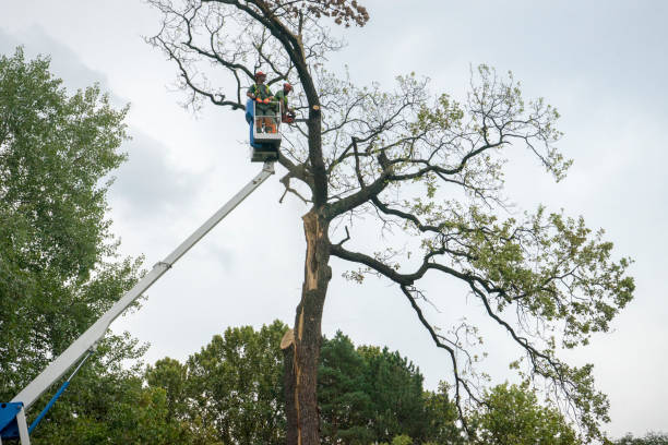 Best Utility Line Clearance  in Rincon Valley, AZ